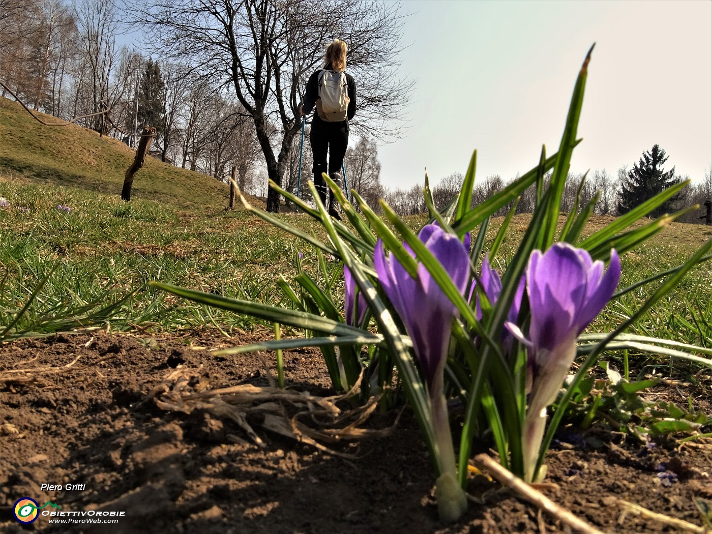 17 Zafferano maggiore-Crocus vernus.JPG